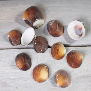 Shells Small Scallop